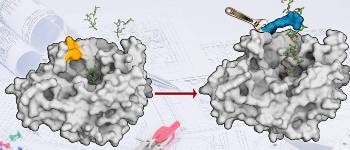 Chemists Redesign Enzyme Levansucrase to Produce Sugar Polymers