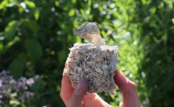 Mycelium and Sawdust-Based Biodegradable Material Could Replace Plastics