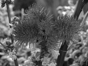 Novel Method of Using Carbonylation to Obtain Polyester from Castor Oil