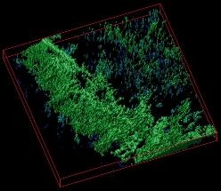 New Cellulose Biosensor Material Could Redefine Tissue Engineering