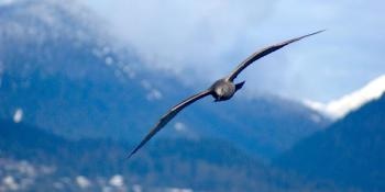 Researchers Study Gulls’ Wings to Draw Inspiration for Smarter Airplane Design