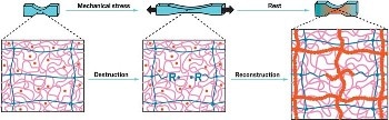 New Muscle-Like Hydrogel Strengthens Itself When Mechanically Stressed