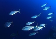 Identifying Factors that Influence Mercury Levels in Tuna