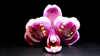 First Biocompatible, Ion-Driven Transistor Enables Real-Time Signal Sensing and Stimulation of Brain Signals