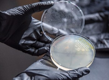 New Strategy Employs Engineered Microbe to Turn Lignin into More Valuable Commodity