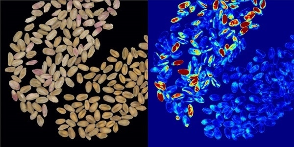 Detecting Crop Disease with Multispectral Imaging