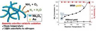 Gold Nanoparticles on Metal Oxide Framework Turn Ammonia into Harmless Substances