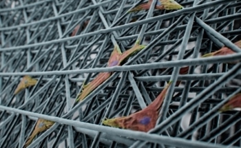 New 3D-Printed Meshes Could Help Grow Highly Uniform Cells with Desired Properties