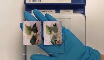 Researchers Create Light-Transmitting Wood that Could Save Energy Costs