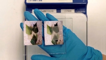 New Window Material Made of Wood can Regulate How Much Heat It Conducts
