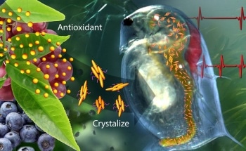 Catechin Crystal-Containing Polymer Senses High Oxidant Levels and Restores Normal Heart Rate to Water Fleas