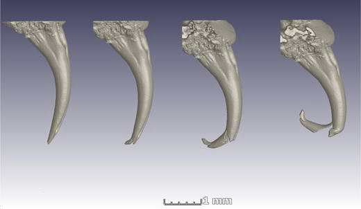 Stellenbosch University study the morphology and mechanical properties of snake fangs using the Deben CT500.