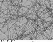 Insulator Developed Based on Structure of Polar Bear Hair Could Find Applications in Architecture and Aerospace