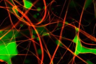 New 3D Imaging Technique Could Lead to Better Antifouling Materials