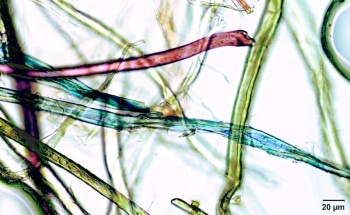Estimating Microplastic Consumption