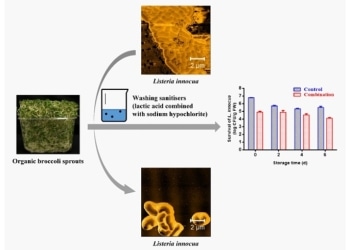 Keeping Food Safe from Bacteria