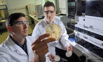 Mortierella alpina Produces Interesting Compounds Other than Fatty Acids