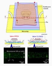 Microchip Valve Powered by Earthworm Muscle