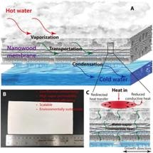 New Wood Membrane Offers Sustainable Alternative for Water Purification