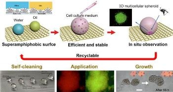 Novel Approach for Successful Upward Culture of 3D Multicellular Spheroids