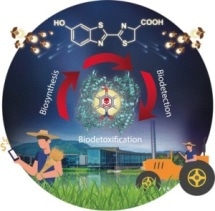 Single-Step Process for Chemical Detoxification and Luciferin Production