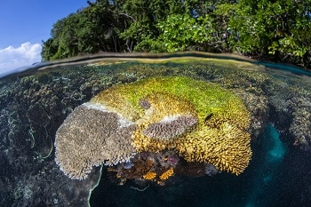 How are 3D Printers Being Used to Save Our Coral Reefs?