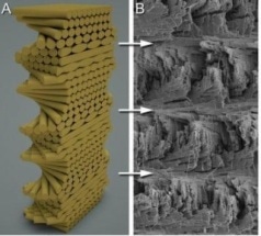 Mantis Shrimp Inspires Next Generation of Super-tough Composites