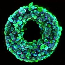 New Method Enables 3D Printing of Human Organ Building Blocks