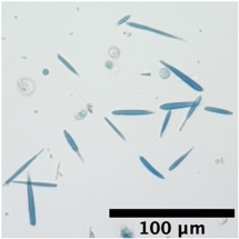 Engineered Protein Crystals Make Cells Magnetic