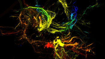 Exploiting Liquid-Driven Chaos to Create Soft Polymer Microparticles