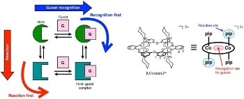 Kanazawa University Research: Controlling Ion Recognition in Reactive Host–Guest Systems
