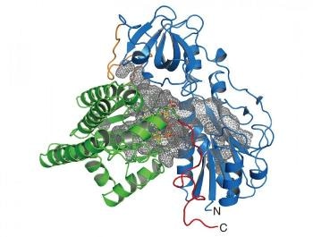 Study Reveals Crystal Structure of Enzyme Responsible for Biosynthesis of CO