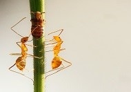 Newly Identified Compounds Could Help Give Fire Ants Their Sting