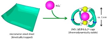 New Artificial System Maps the Self-Assembly Pathway of Two Types of Molecules