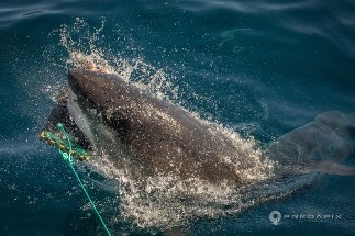 Shark Proof Wetsuit Material Could Help Save Lives 