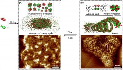 New Supramolecular Copolymers Driven by Self-Sorting of Molecules