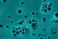 NTU Singapore Scientists Create Paper-Like Material from Pollen