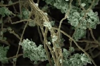 Researchers Create CO2-Neutral Energy Closed-Loop Technology from Microalgae