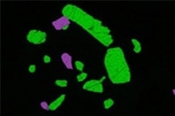 Using Brain-Like Electronic Devices to Produce Technicolor