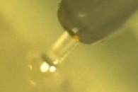 Octopus-Inspired Sucker Enables Safe Transport of Thin Tissue Sheets, Biosensors