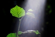 New Method to Detect Photocatalyst-Generated Oxygen Faster has Implications for Clean Energy