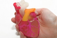 Researchers Develop Way to 3D Print Full-Size, Lifelike Heart Models