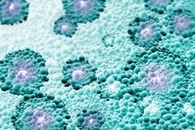 Novel Microorganism can Produce Biodiesel Precursors from Discarded Cardboard Boxes