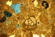 New Liquid Crystals Mirror the Complex Structures of Some Solid Counterparts