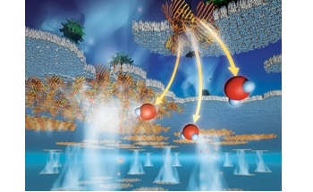 New Biomimetic, Protein-Based Filtration Membrane Offers High Performance