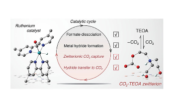 Widely Used Compound Improves Crucial Steps of the Catalytic Cycle