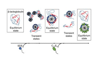 Study Shows How Soap Molecules Alter the Protein Structure