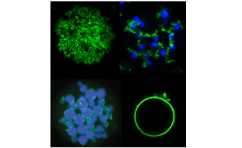 New Technique to Create Novel Microparticles for Tissue Engineering and Drug Delivery