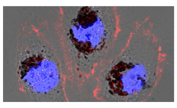 Researchers Synthesize Novel Biomaterial to Protect People from Radiation