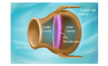 New Model to Convert Soft Structures into Pyroelectric Materials